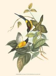 Small Birds of Tropics IV | Obraz na stenu