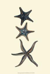 Aquamarine Starfish I | Obraz na stenu
