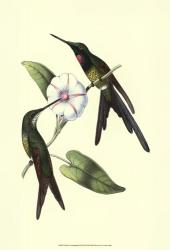 Delicate Hummingbird III | Obraz na stenu