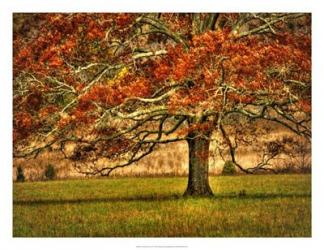 An Oak in the Cove | Obraz na stenu