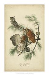 Audubon Screech Owl | Obraz na stenu