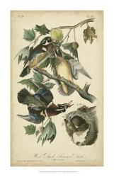 Audubon Wood Duck | Obraz na stenu