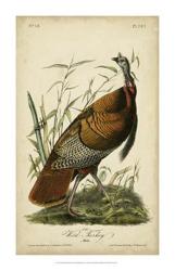 Audubon Wild Turkey | Obraz na stenu