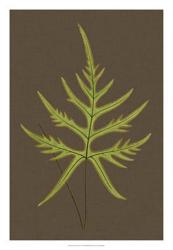 Ferns on Linen IV | Obraz na stenu