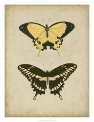 Antique Butterfly Pair I | Obraz na stenu