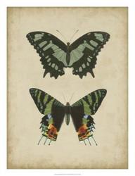 Antique Butterfly Pair II | Obraz na stenu