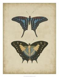Antique Butterfly Pair III | Obraz na stenu