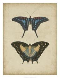 Antique Butterfly Pair III | Obraz na stenu