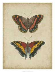 Antique Butterfly Pair IV | Obraz na stenu