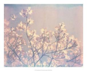 Flowering Dogwood II | Obraz na stenu