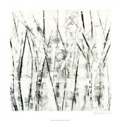 Birches II | Obraz na stenu