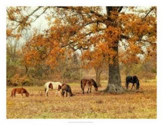 Calmly Grazing | Obraz na stenu