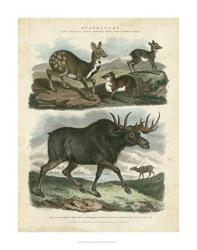 Deer & Moose | Obraz na stenu