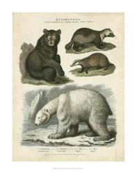 Brown Bear & Polar Bear | Obraz na stenu