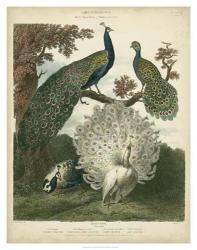 Peacock Gathering | Obraz na stenu