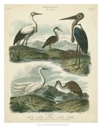 Heron & Crane Species I | Obraz na stenu