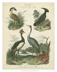 Heron & Crane Species II | Obraz na stenu