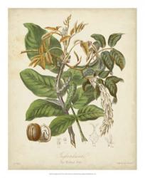 Twining Botanicals VI | Obraz na stenu