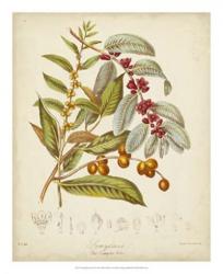 Twining Botanicals VIII | Obraz na stenu