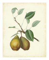 Plantation Pears II | Obraz na stenu