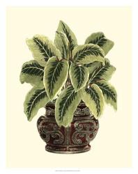 Lush Foliage in Urn I | Obraz na stenu