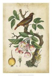 Antique Bird in Nature I | Obraz na stenu