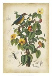 Antique Bird in Nature III | Obraz na stenu