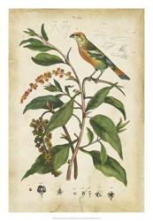 Antique Bird in Nature IV | Obraz na stenu