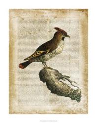 Antiquarian Birds III | Obraz na stenu