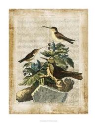 Antiquarian Birds IV | Obraz na stenu