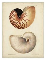 Antique Nautilus I | Obraz na stenu