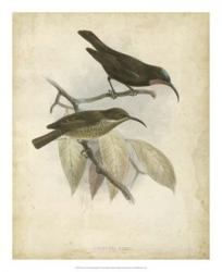 Antique Gould Hummingbird I | Obraz na stenu