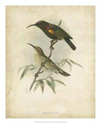 Antique Gould Hummingbird II | Obraz na stenu