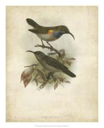 Antique Gould Hummingbird III | Obraz na stenu