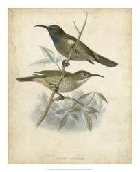 Antique Gould Hummingbird IV | Obraz na stenu