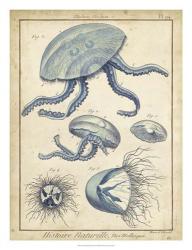 Lamarck Medusa II | Obraz na stenu