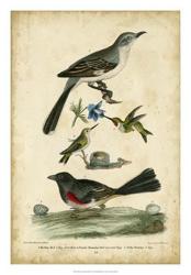 Wilson's Mockingbird | Obraz na stenu