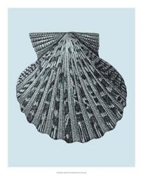 Shells on Aqua III | Obraz na stenu
