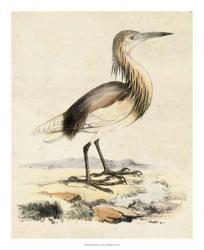 Antique Heron I | Obraz na stenu