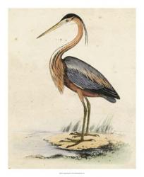 Antique Heron II | Obraz na stenu