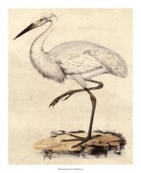 Antique Heron III | Obraz na stenu
