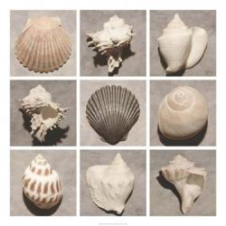 Weathered Shell Sampler | Obraz na stenu