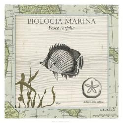 Biologia Marina I | Obraz na stenu