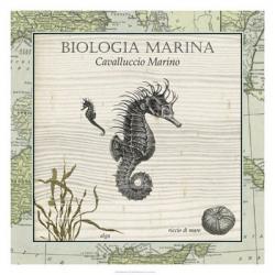 Biologia Marina III | Obraz na stenu