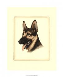 Danchin German Shepard | Obraz na stenu