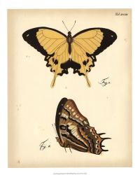 Butterfly Profile II | Obraz na stenu