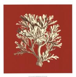 Coral on Red IV | Obraz na stenu