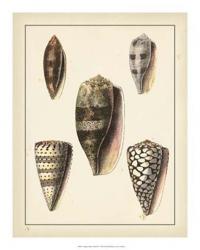 Antique Diderot Shells IV | Obraz na stenu