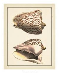 Antique Diderot Shells VI | Obraz na stenu
