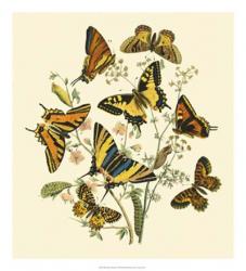 Butterfly Gathering I | Obraz na stenu